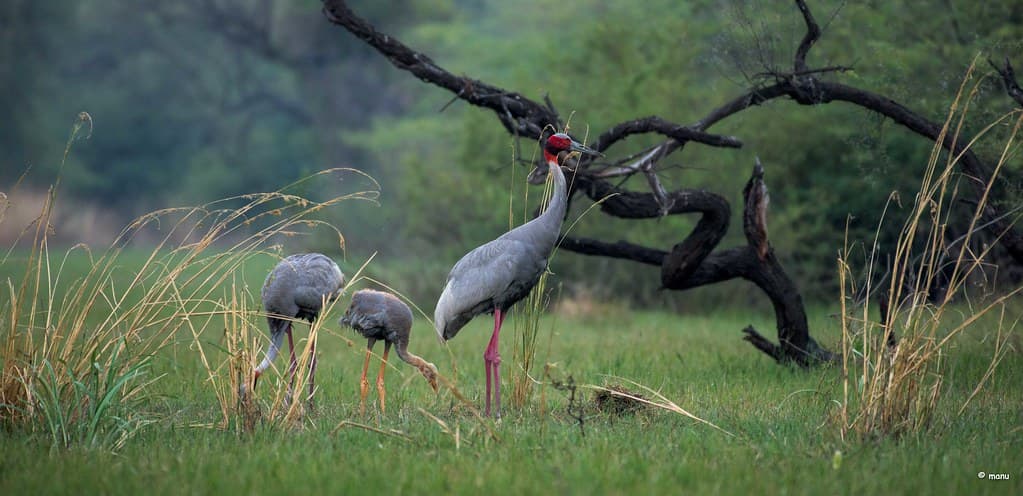 Alarma global: cerca de la mitad de las aves migratorias del planeta está en declive