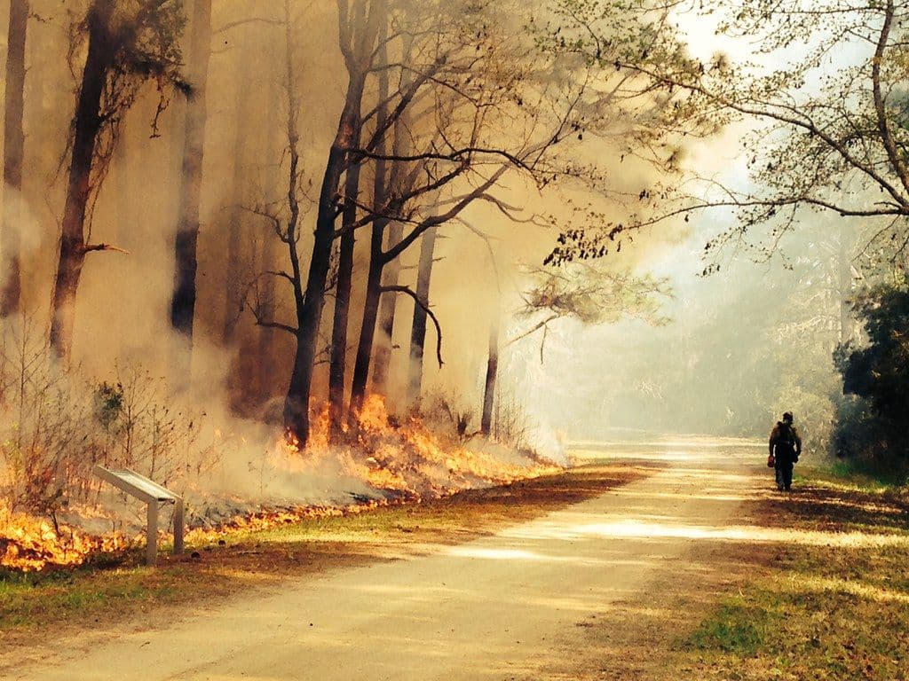 Dan por controlado el incendio forestal que afectó Puerto del Moral
