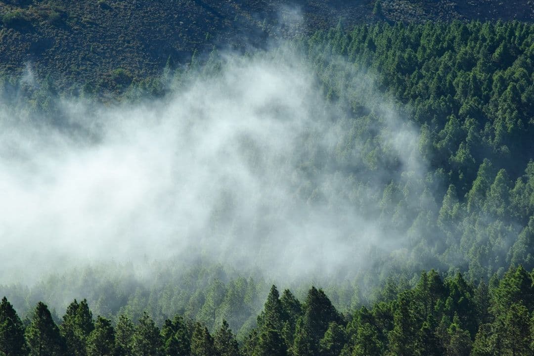Dan por controlado el incendio forestal que afectó Puerto del Moral, en Huelva