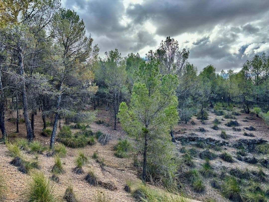 Dan por controlado el incendio forestal que afectó Puerto del Moral, en Huelva