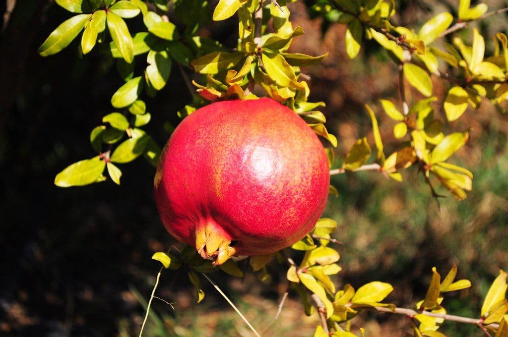 El método de un biólogo para cultivar romero desde cero y que sobreviva