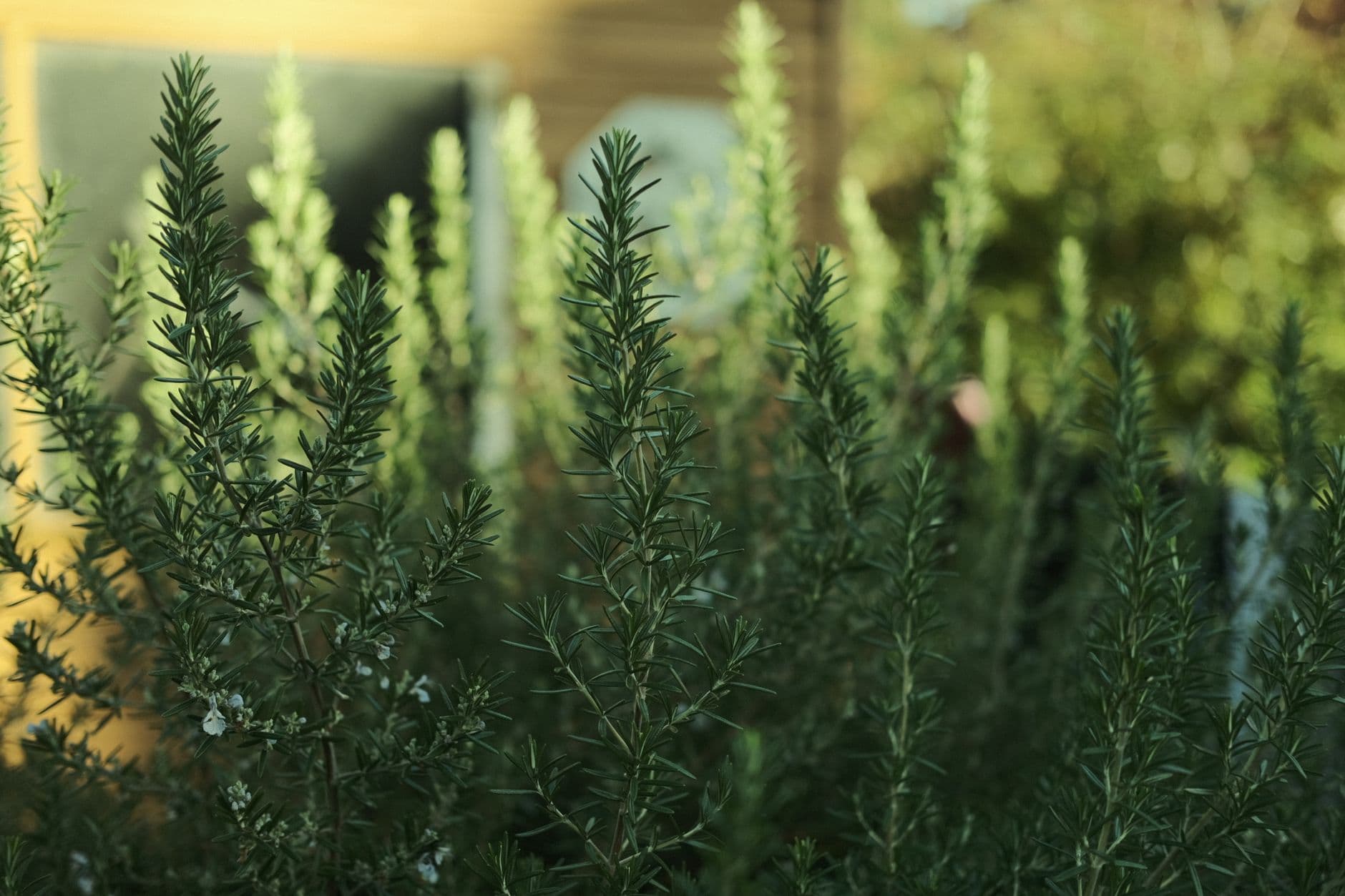 El método de un biólogo para cultivar romero desde cero y que sobreviva