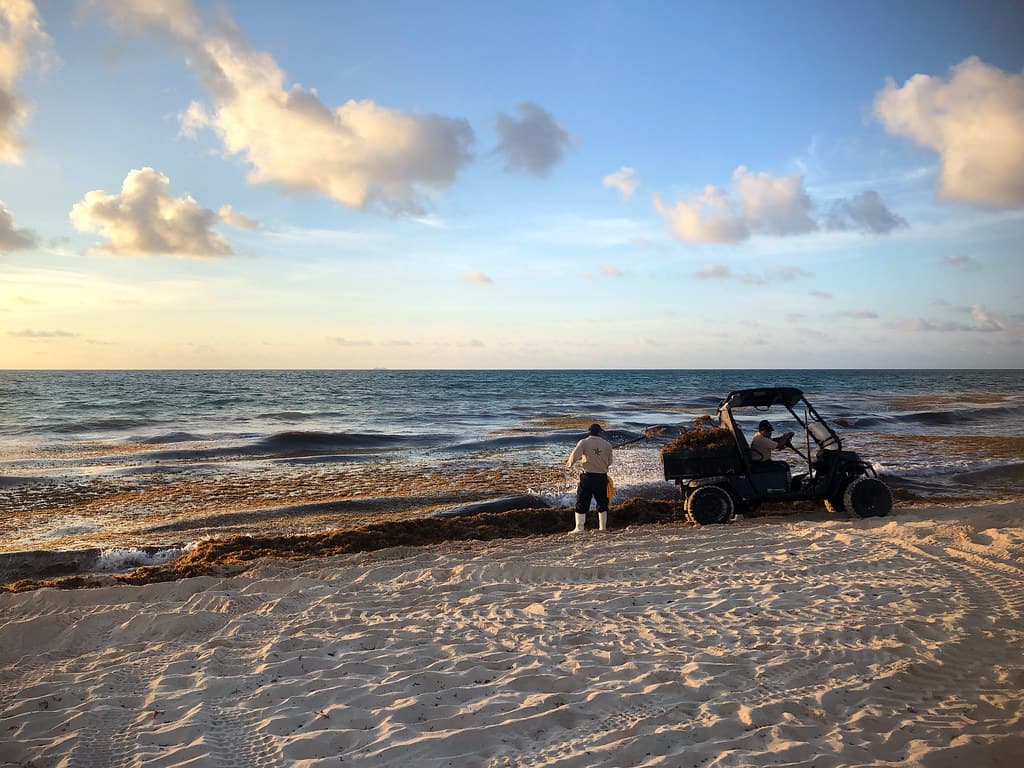 El sargazo llega con fuerza récord a las costas de Florida este verano