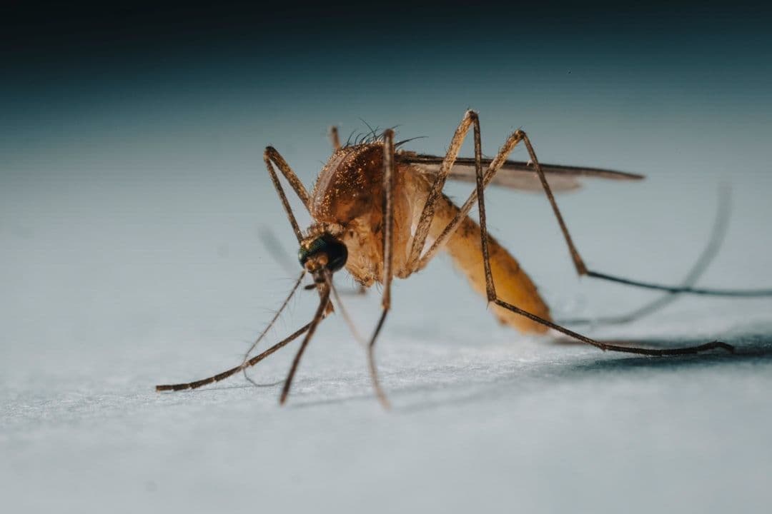 Honduras enfrenta un repunte del dengue: 8 mil casos y cuatro muertes en lo que va de 2026