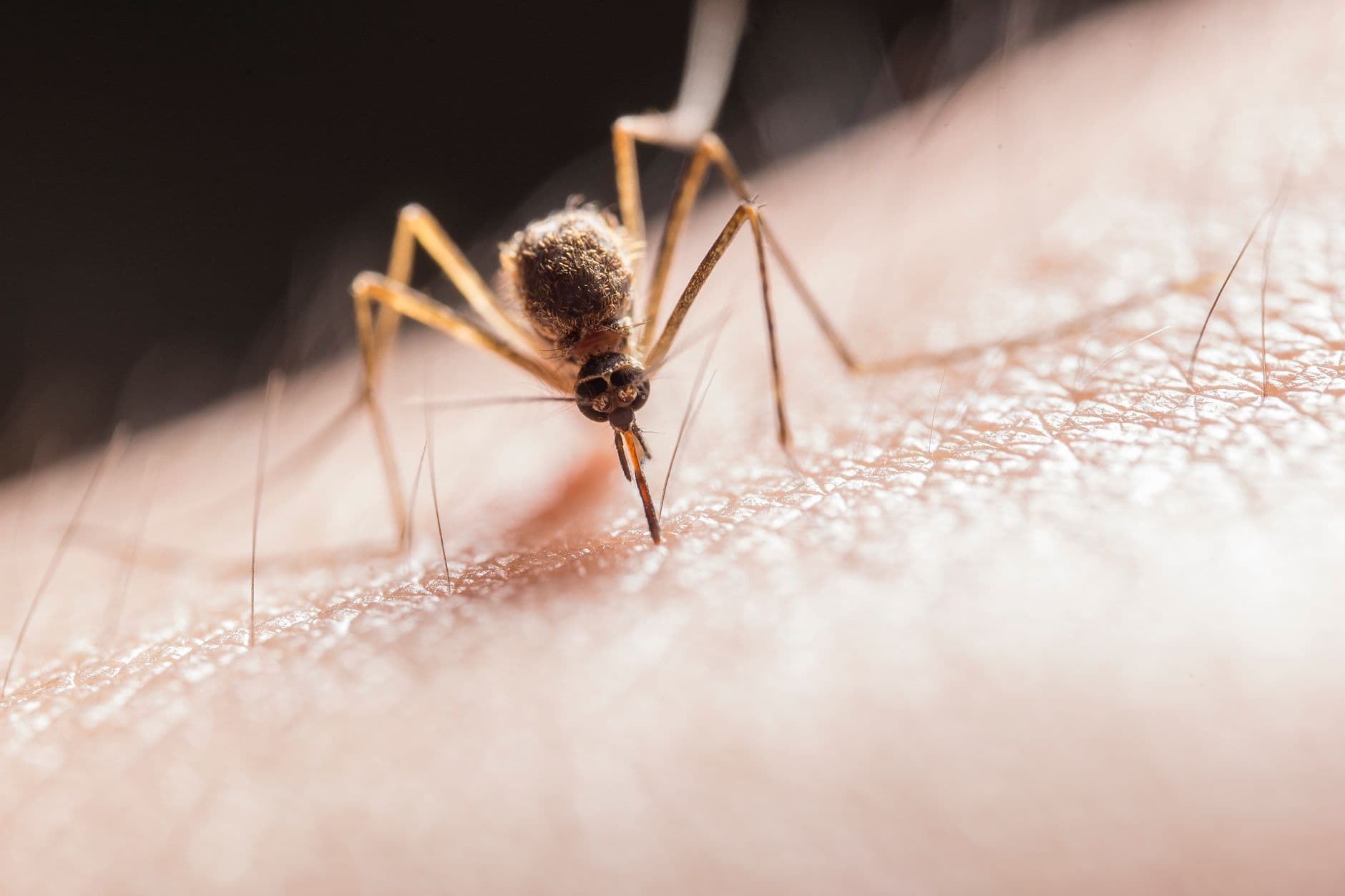 Honduras registra el primer caso de chikungunya del año y refuerza la vigilancia epidemiológica