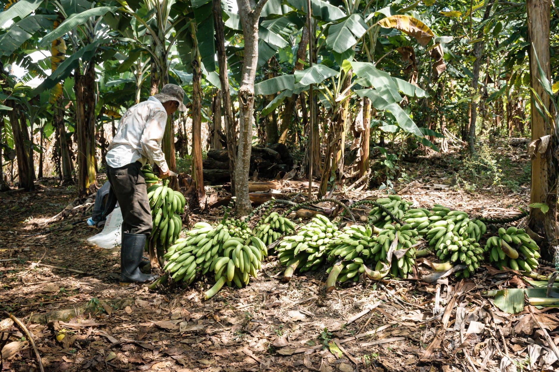 Las chagras: el antiguo sistema agrícola indígena que regenera la selva amazónica