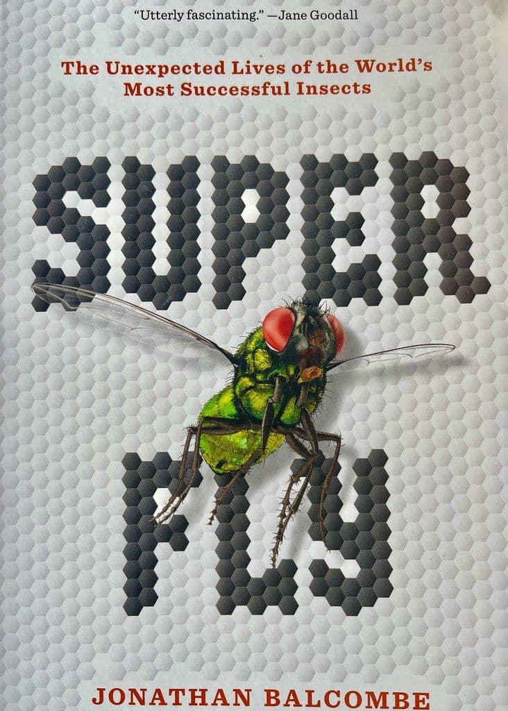Lo que el cerebro de una mosca revela sobre el comportamiento humano