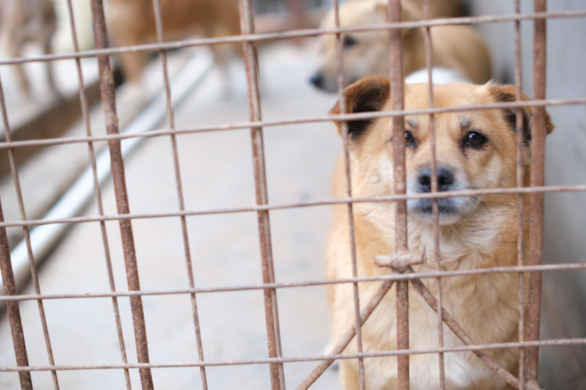 Perros y gatos rescatados en Chaclacayo reciben ayuda tras pedido público de Magaly Medina