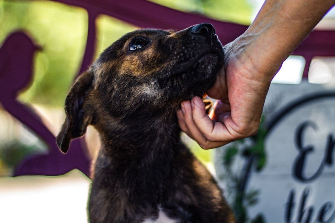Perros y gatos rescatados en Chaclacayo reciben ayuda tras pedido público de Magaly Medina