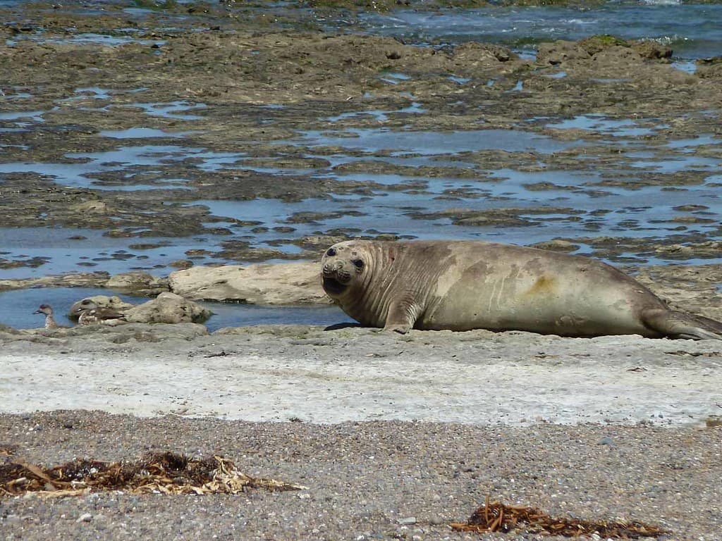 Rastreo satelital revela las rutas migratorias secretas de los elefantes marinos patagónicos