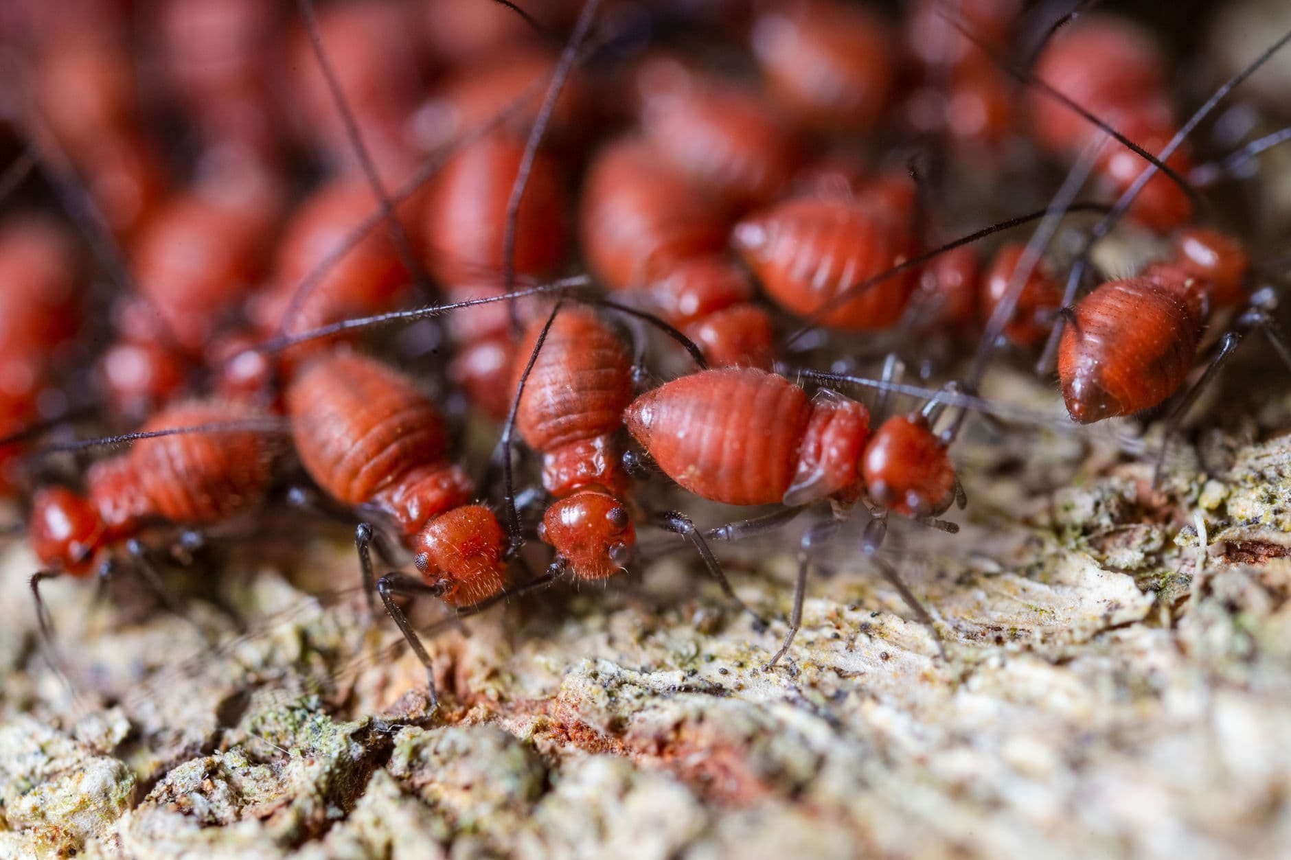 Un gel promete frenar termitas y carcoma sin necesidad de reemplazar la madera