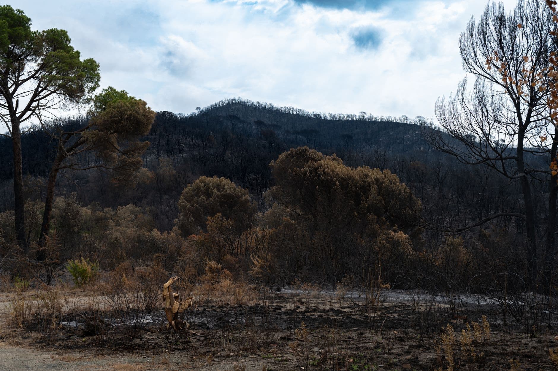 Un incendio forestal obliga a confinar a los vecinos de un municipio de Málaga y deja dos heridos