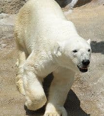 Un oso polar curioso y una ardilla con suerte: así son los finalistas al Fotógrafo de Vida Silvestre del Año