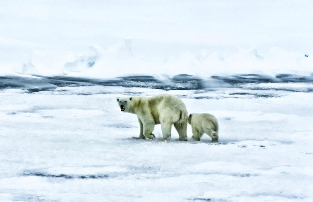 Un oso polar curioso y una ardilla con suerte: así son los finalistas al Fotógrafo de Vida Silvestre del Año