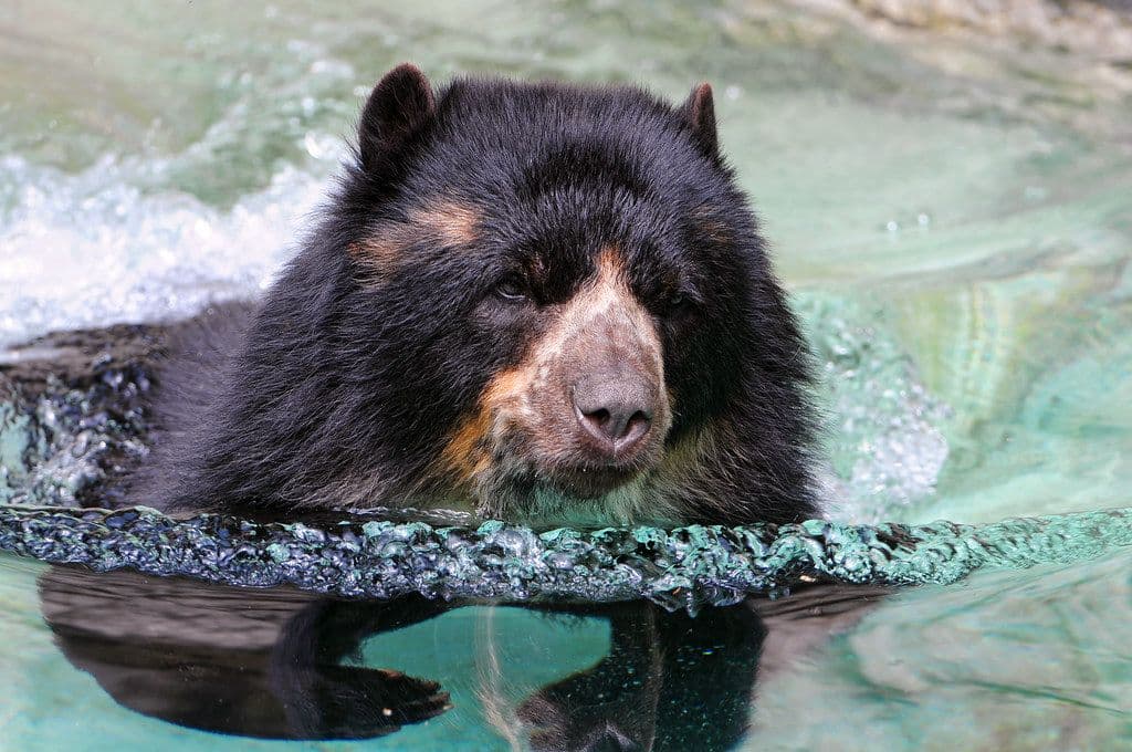 Viven con una familia de osos que usa su piscina como bañera varias veces por semana