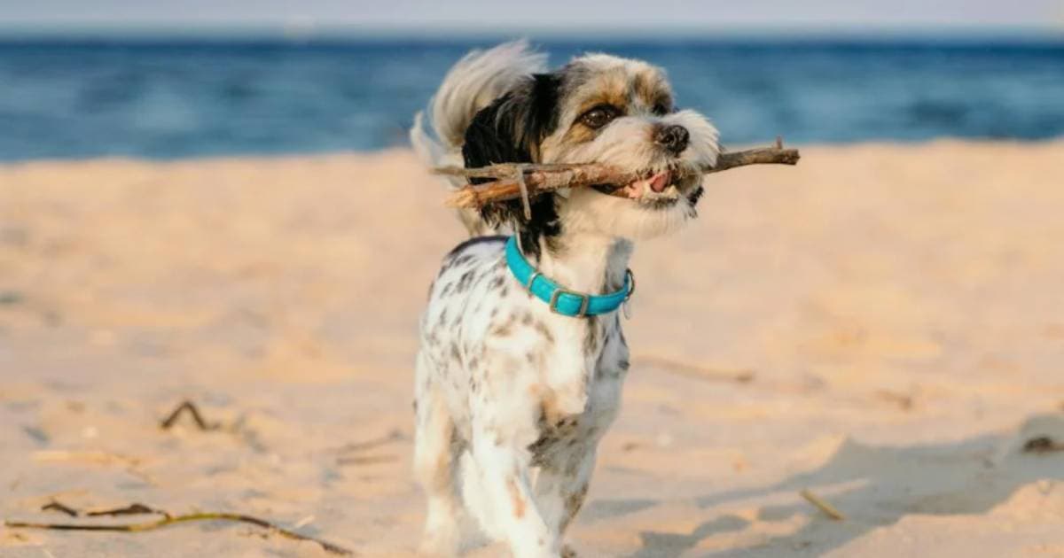 Vacunas y microchip gratis para perros y gatos en Miami Beach: dónde y cuándo